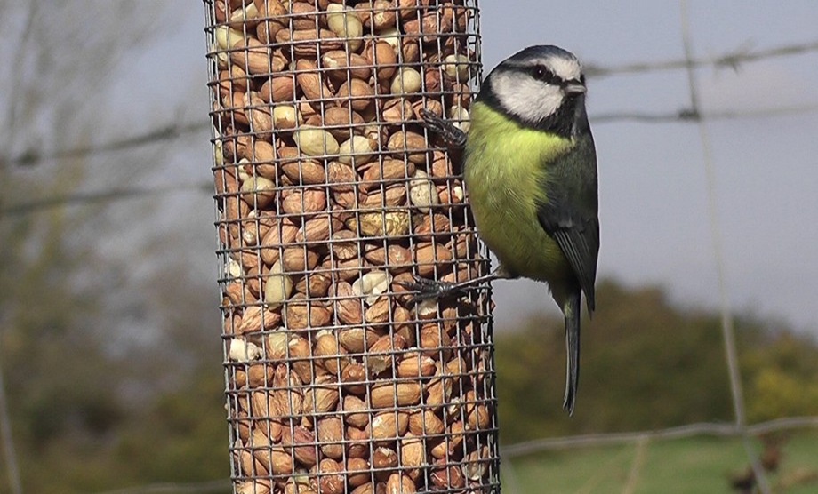 BLUE TIT ON THE PEANUTS